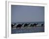 Camels Crossing Coastal Lagoon and Arabian Sea, Near Salalah, Dhofar Region, Oman, Middle East-Patrick Dieudonne-Framed Photographic Print