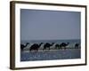 Camels Crossing Coastal Lagoon and Arabian Sea, Near Salalah, Dhofar Region, Oman, Middle East-Patrick Dieudonne-Framed Photographic Print