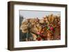 Camels Decorated for a Desert Festival. Jaisalmer. Rajasthan. India-Tom Norring-Framed Photographic Print