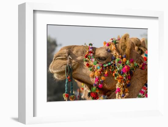 Camels Decorated for a Desert Festival. Jaisalmer. Rajasthan. India-Tom Norring-Framed Photographic Print