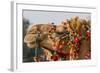 Camels Decorated for a Desert Festival. Jaisalmer. Rajasthan. India-Tom Norring-Framed Photographic Print