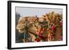 Camels Decorated for a Desert Festival. Jaisalmer. Rajasthan. India-Tom Norring-Framed Photographic Print