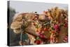 Camels Decorated for a Desert Festival. Jaisalmer. Rajasthan. India-Tom Norring-Stretched Canvas