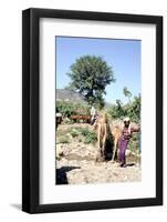 Camels drinking at Wadi Dhabab, Yemen-Vivienne Sharp-Framed Photographic Print