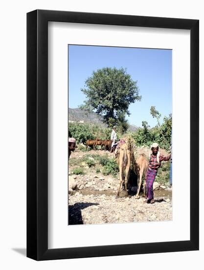 Camels drinking at Wadi Dhabab, Yemen-Vivienne Sharp-Framed Photographic Print