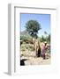 Camels drinking at Wadi Dhabab, Yemen-Vivienne Sharp-Framed Photographic Print