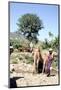 Camels drinking at Wadi Dhabab, Yemen-Vivienne Sharp-Mounted Photographic Print