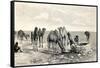 Camels Drinking from a Well in the Sahara Desert-null-Framed Stretched Canvas