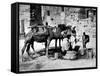 Camels Drinking from Davids Well Bethlehem Israel-null-Framed Stretched Canvas