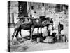 Camels Drinking from Davids Well Bethlehem Israel-null-Stretched Canvas