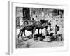 Camels Drinking from Davids Well Bethlehem Israel-null-Framed Photographic Print