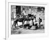 Camels Drinking from Davids Well Bethlehem Israel-null-Framed Photographic Print