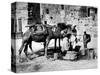 Camels Drinking from Davids Well Bethlehem Israel-null-Stretched Canvas