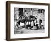 Camels Drinking from Davids Well Bethlehem Israel-null-Framed Photographic Print