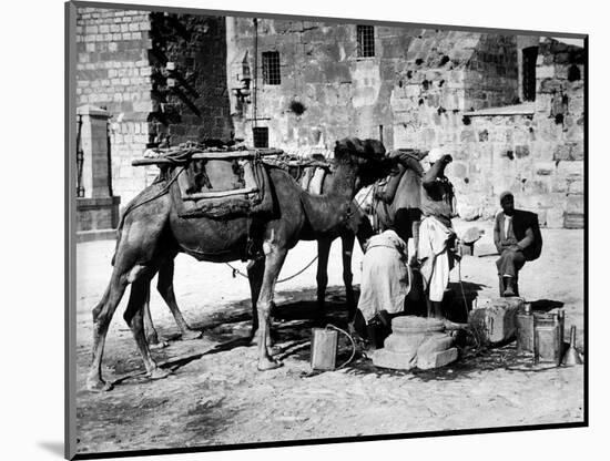 Camels Drinking from Davids Well Bethlehem Israel-null-Mounted Photographic Print