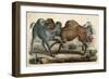 Camels Fighting C1845-null-Framed Art Print