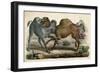 Camels Fighting C1845-null-Framed Art Print