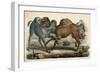 Camels Fighting C1845-null-Framed Art Print