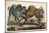 Camels Fighting C1845-null-Mounted Art Print