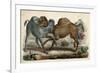 Camels Fighting C1845-null-Framed Art Print