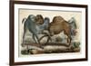 Camels Fighting C1845-null-Framed Art Print