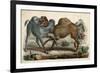 Camels Fighting C1845-null-Framed Art Print