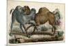 Camels Fighting C1845-null-Mounted Art Print