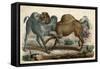 Camels Fighting C1845-null-Framed Stretched Canvas