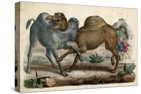 Camels Fighting C1845-null-Stretched Canvas