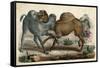 Camels Fighting C1845-null-Framed Stretched Canvas