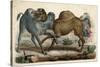 Camels Fighting C1845-null-Stretched Canvas