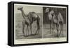 Camels from El-Teb, Soudan, at the Zoological Gardens-null-Framed Stretched Canvas