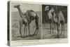 Camels from El-Teb, Soudan, at the Zoological Gardens-null-Stretched Canvas