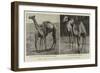 Camels from El-Teb, Soudan, at the Zoological Gardens-null-Framed Giclee Print