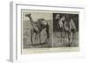 Camels from El-Teb, Soudan, at the Zoological Gardens-null-Framed Giclee Print
