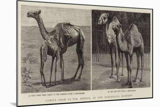 Camels from El-Teb, Soudan, at the Zoological Gardens-null-Mounted Giclee Print