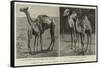 Camels from El-Teb, Soudan, at the Zoological Gardens-null-Framed Stretched Canvas