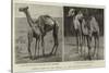 Camels from El-Teb, Soudan, at the Zoological Gardens-null-Stretched Canvas