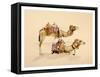 Camels from Petra, 2007-Alison Cooper-Framed Stretched Canvas