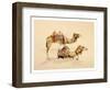 Camels from Petra, 2007-Alison Cooper-Framed Giclee Print