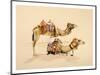 Camels from Petra, 2007-Alison Cooper-Mounted Giclee Print