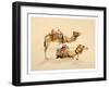 Camels from Petra, 2007-Alison Cooper-Framed Giclee Print