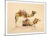 Camels from Petra, 2007-Alison Cooper-Mounted Giclee Print