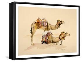 Camels from Petra, 2007-Alison Cooper-Framed Stretched Canvas