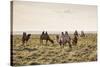 Camels grazing, Ulziit, Middle Gobi province, Mongolia, Central Asia, Asia-Francesco Vaninetti-Stretched Canvas