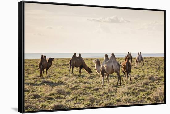 Camels grazing, Ulziit, Middle Gobi province, Mongolia, Central Asia, Asia-Francesco Vaninetti-Framed Stretched Canvas