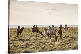 Camels grazing, Ulziit, Middle Gobi province, Mongolia, Central Asia, Asia-Francesco Vaninetti-Stretched Canvas