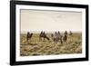 Camels grazing, Ulziit, Middle Gobi province, Mongolia, Central Asia, Asia-Francesco Vaninetti-Framed Photographic Print