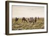 Camels grazing, Ulziit, Middle Gobi province, Mongolia, Central Asia, Asia-Francesco Vaninetti-Framed Photographic Print