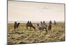 Camels grazing, Ulziit, Middle Gobi province, Mongolia, Central Asia, Asia-Francesco Vaninetti-Mounted Photographic Print